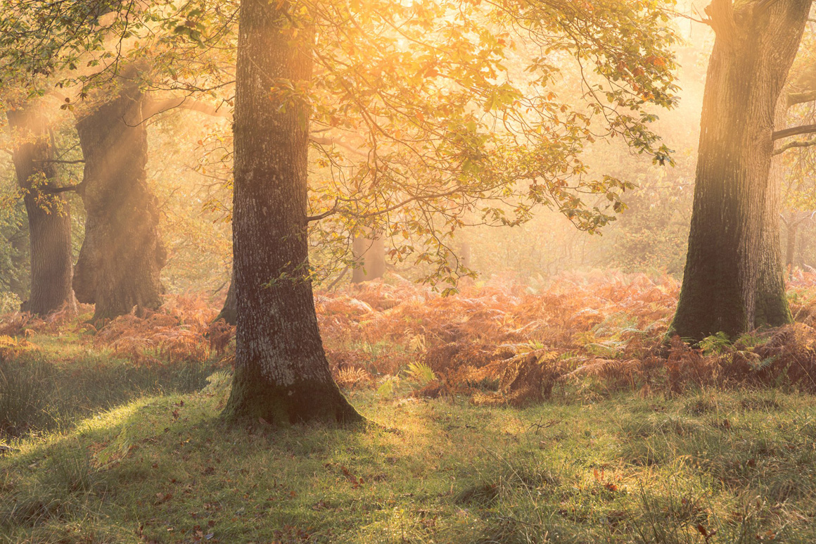 The Great Wood, Gregynog Hall - A Landscape Photography Paradise
