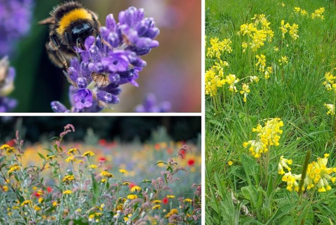 Reconnect with Nature