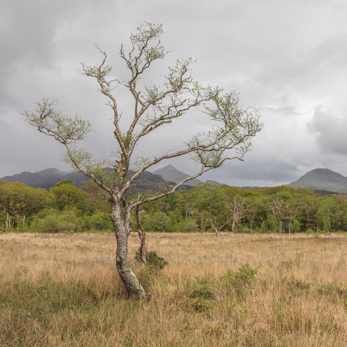 Cnicht & Croesor - Eryri/ Snowdonia National Park