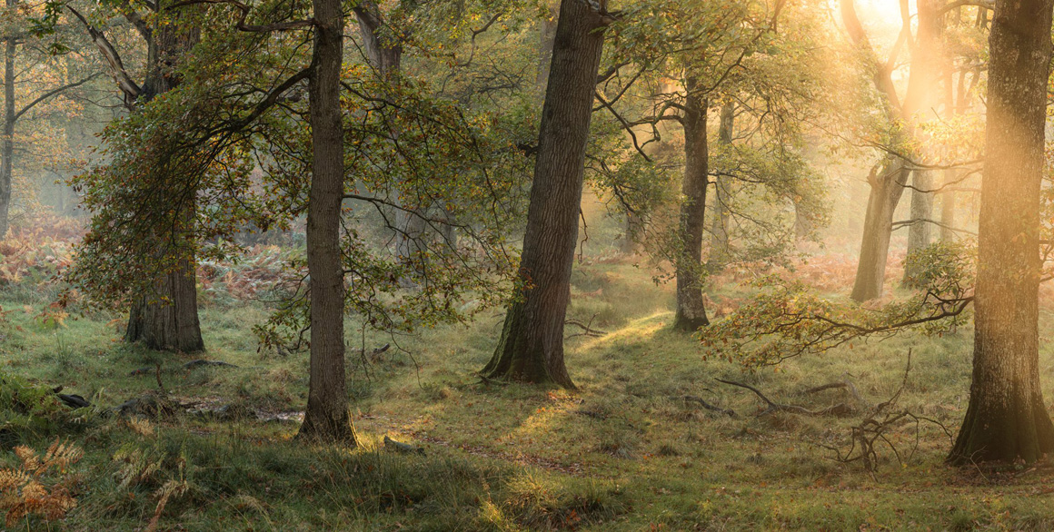 The Great Wood, Gregynog Hall - A Landscape Photography Paradise