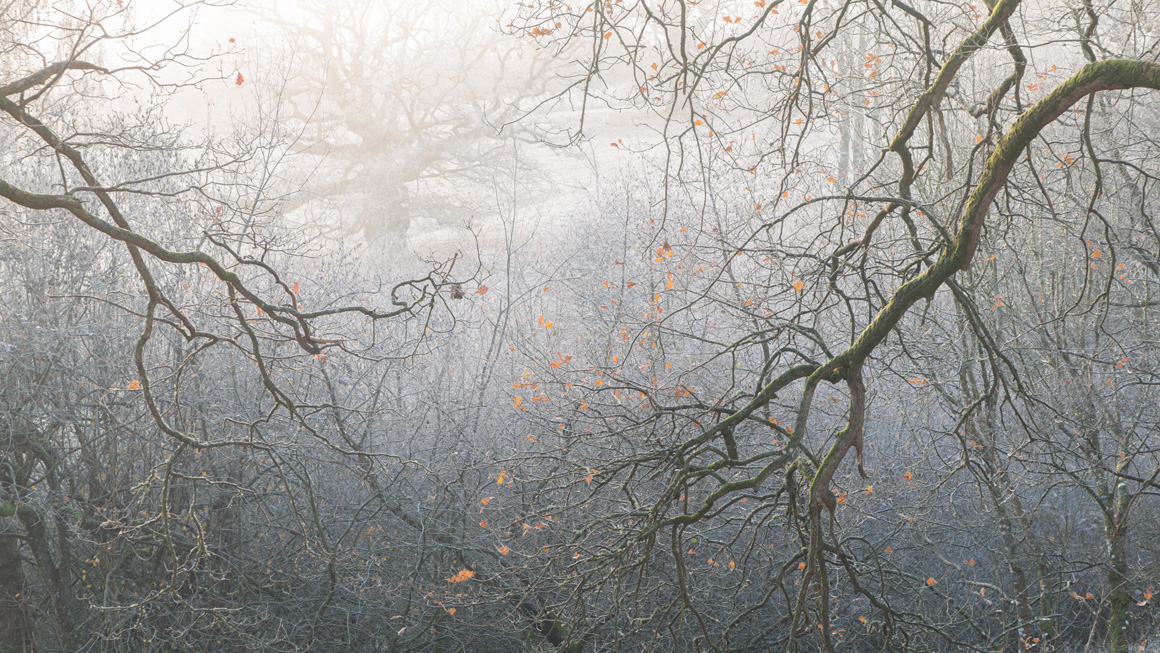 The Great Wood, Gregynog Hall - A Landscape Photography Paradise