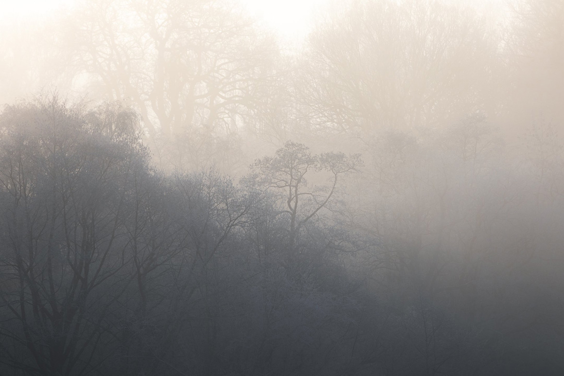 The Great Wood, Gregynog Hall - A Landscape Photography Paradise