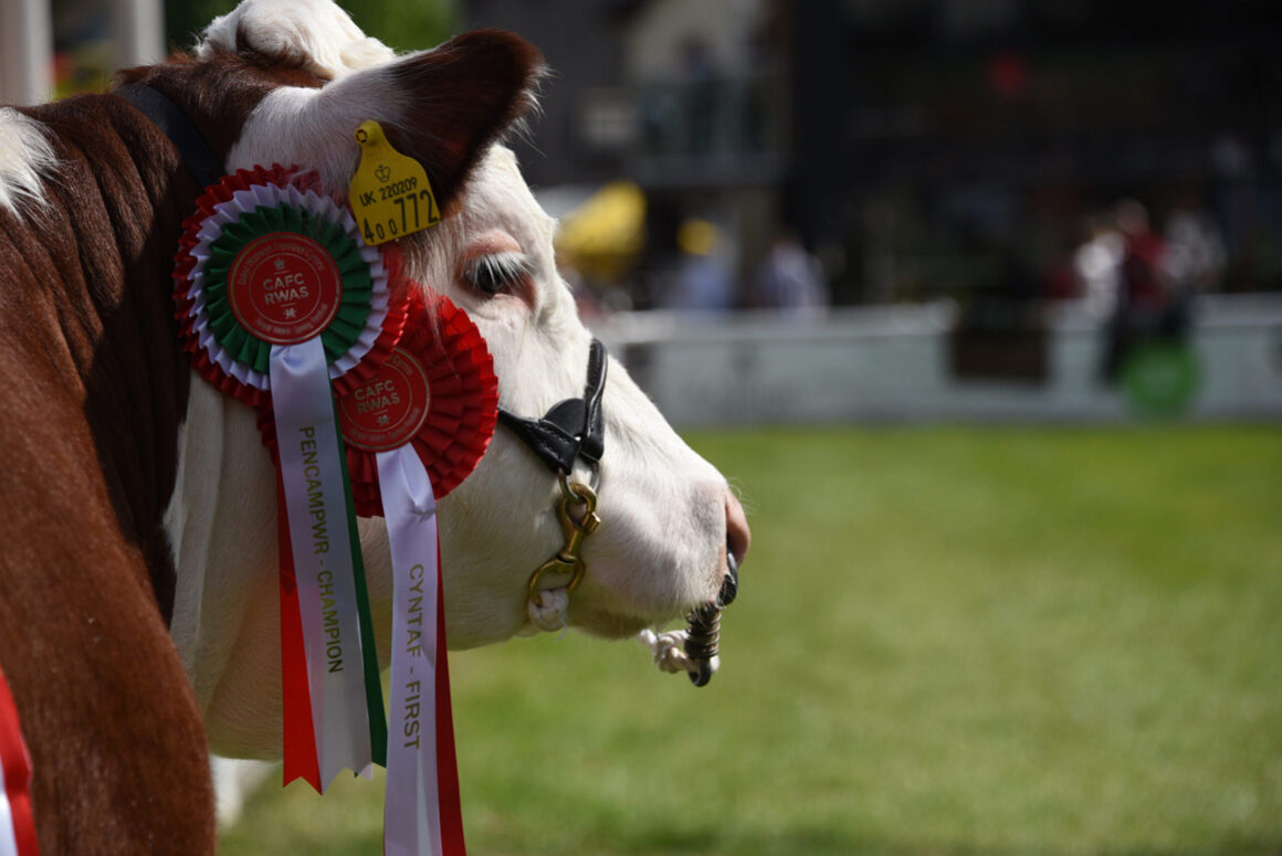 What’s New at the 2023 Royal Welsh Show?