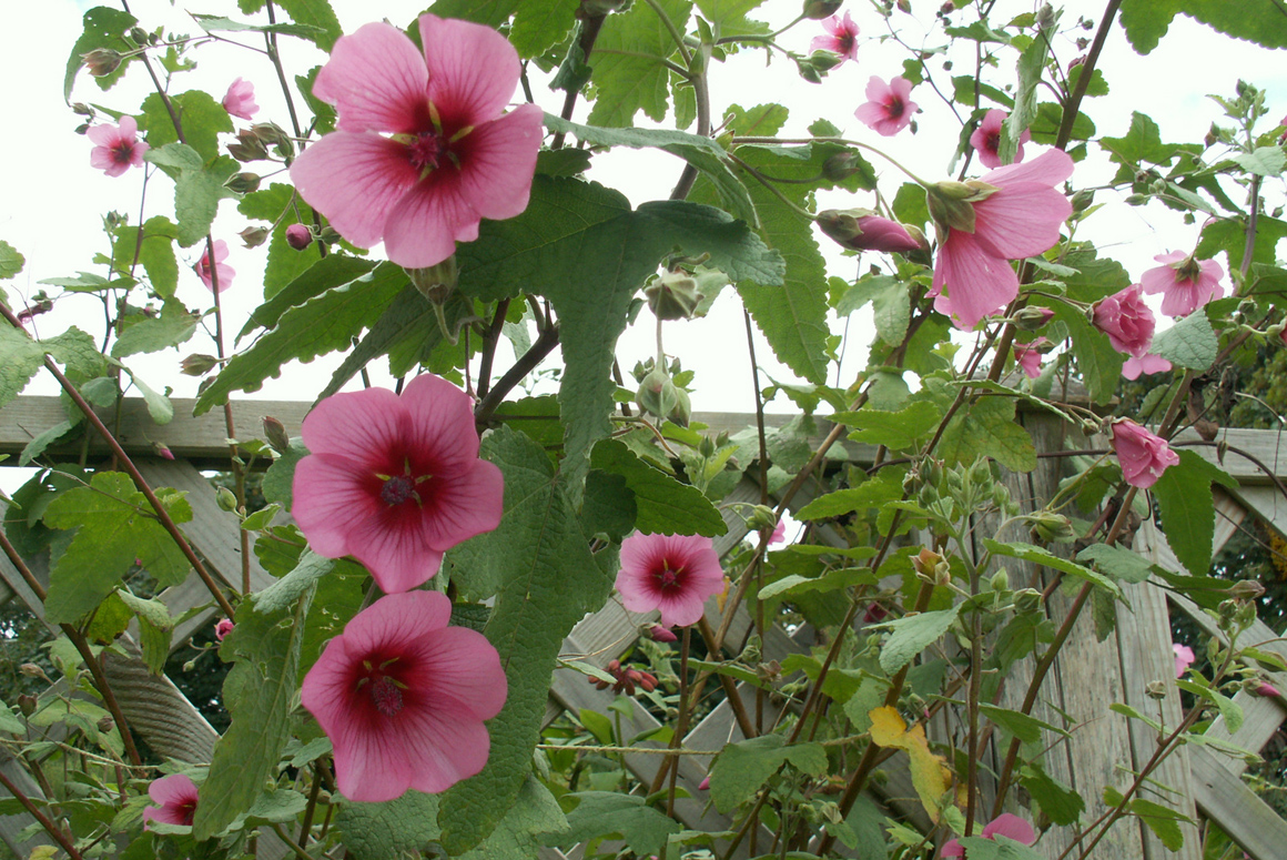 Anisodontea capensis 'El Rayo'