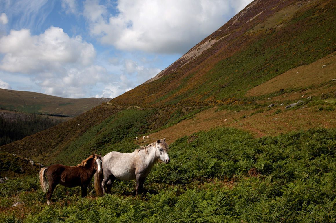 TV farmer Gareth Wyn Jones’ plea for new homes for North Wales’ native Carneddau ponies at The GWCT Welsh Game Fair