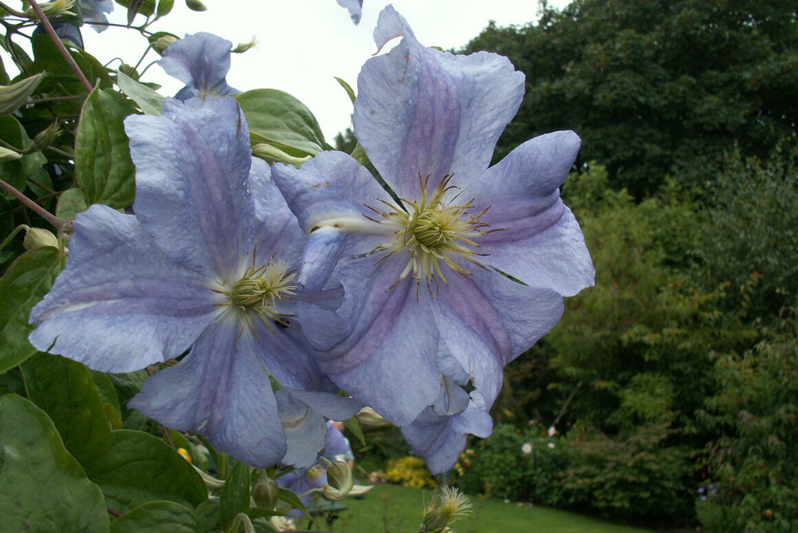 The Early Autumn Garden 2023