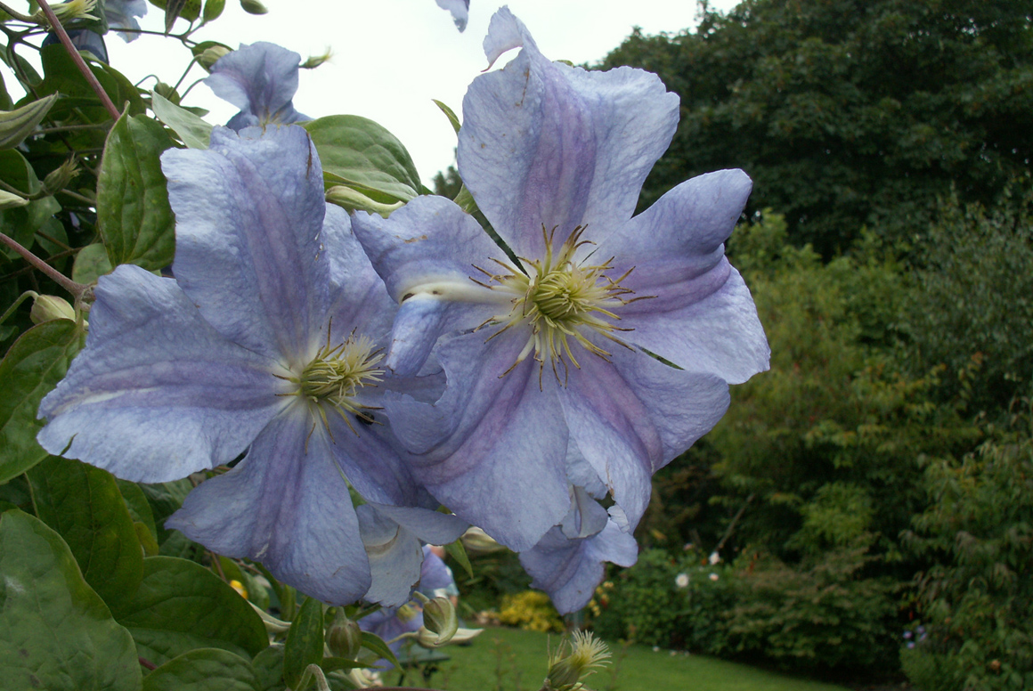 Clematis ‘Perle d’Azure’