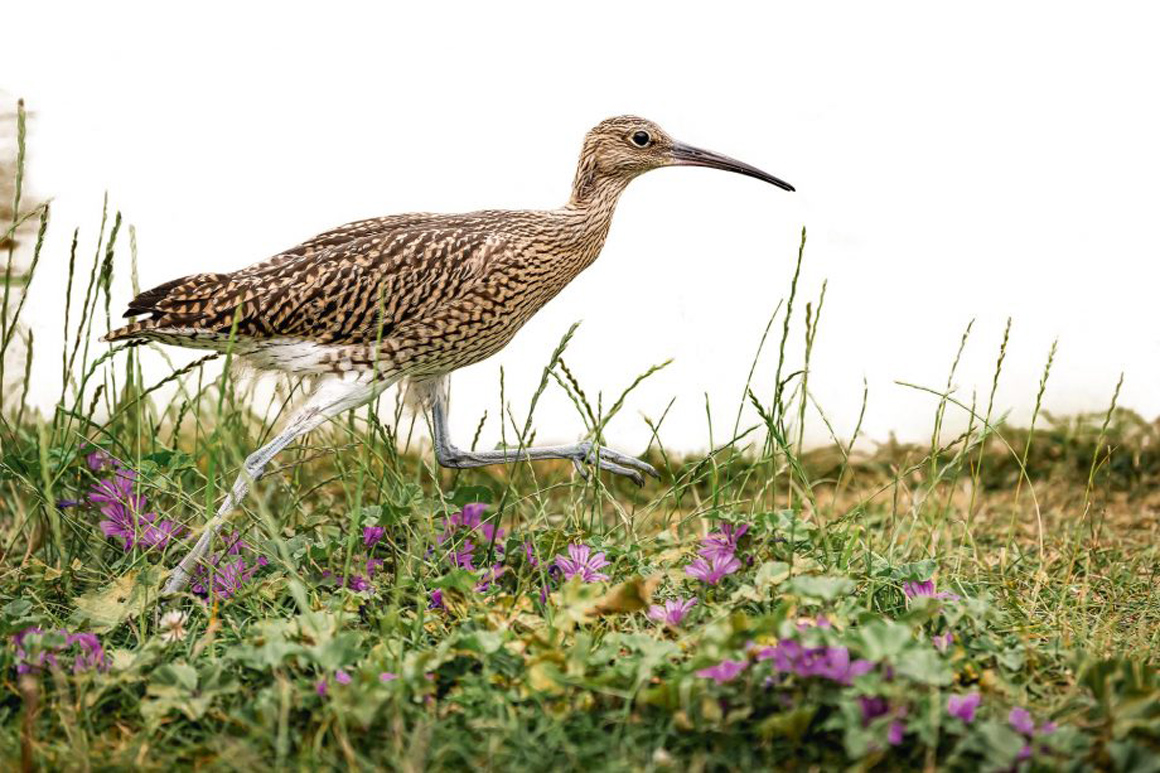 With Grouse Went the Curlew: How the Berwyn Hills Fell Silent