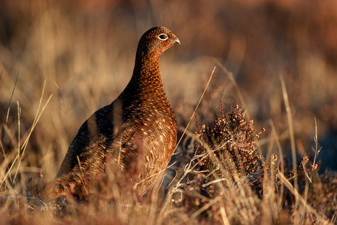 With Grouse Went the Curlew: How the Berwyn Hills Fell Silent