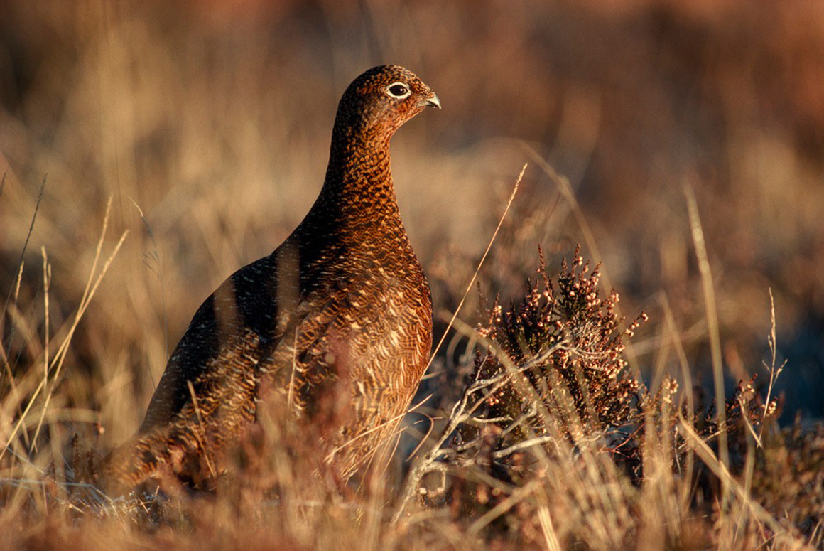 With Grouse Went the Curlew: How the Berwyn Hills Fell Silent