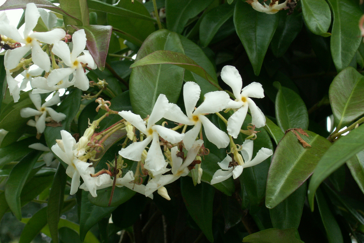 Trachelospermum jasminoides