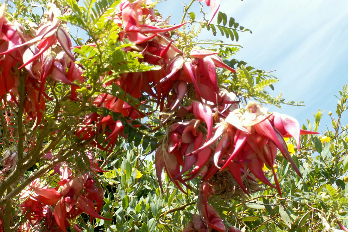 Clianthus puniceus