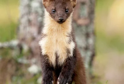 The Pine Marten (Bele’r Coed) Returns to the Woodlands of Wales