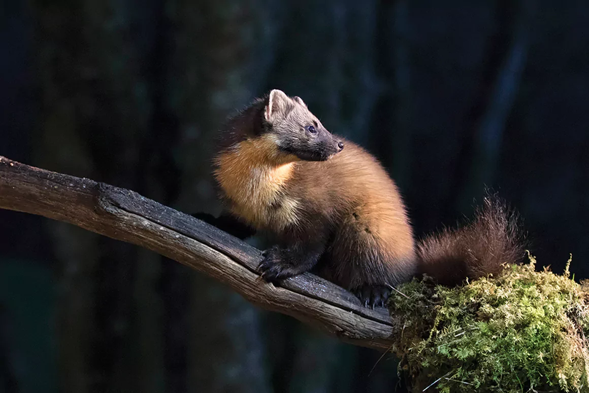 The Pine Marten (Bele’r Coed) Returns to the Woodlands of Wales