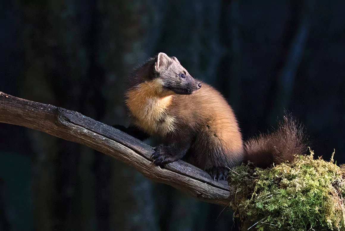 The Pine Marten (Bele’r Coed) Returns to the Woodlands of Wales