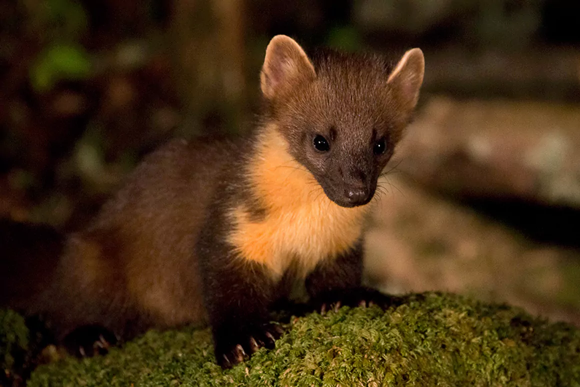 The Pine Marten (Bele’r Coed) Returns to the Woodlands of Wales