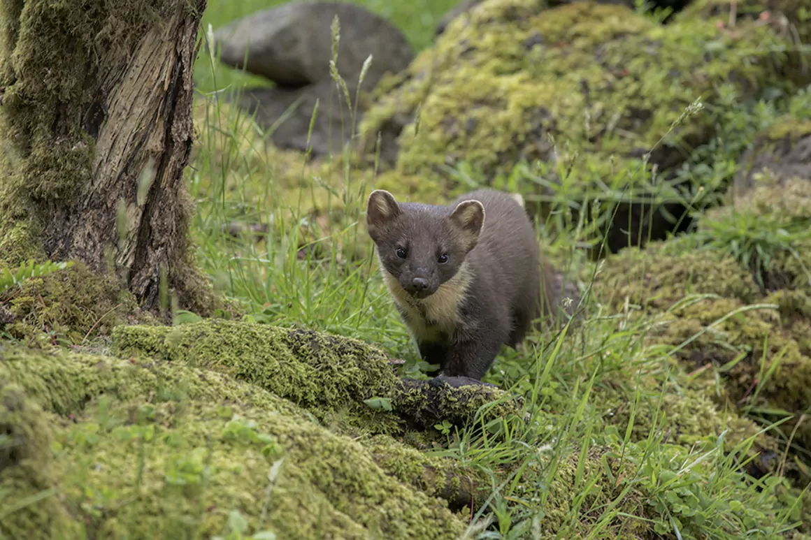 The Pine Marten (Bele’r Coed) Returns to the Woodlands of Wales The Pine Marten (Bele’r Coed) Returns to the Woodlands of Wales