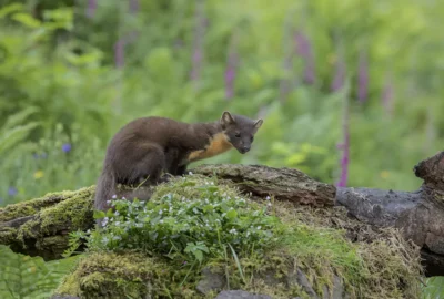 The Pine Marten (Bele’r Coed) Returns to the Woodlands of Wales