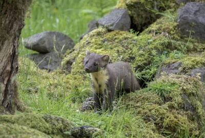 The Pine Marten (Bele’r Coed) Returns to the Woodlands of Wales