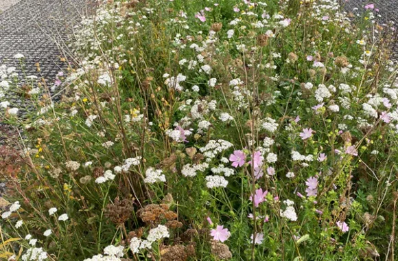 Railway Gardens in Splott, Cardiff