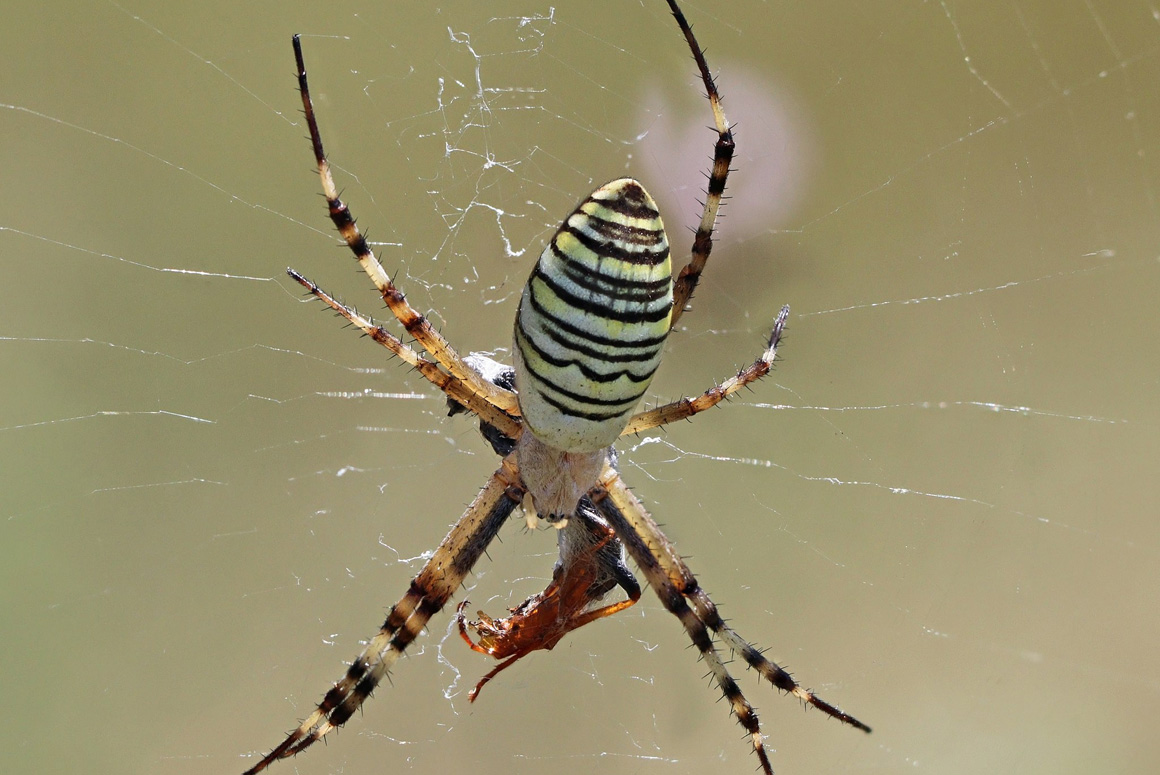 Rare Find Thanks to Grassland Management