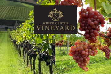White Castle Vineyard - Harvest 23