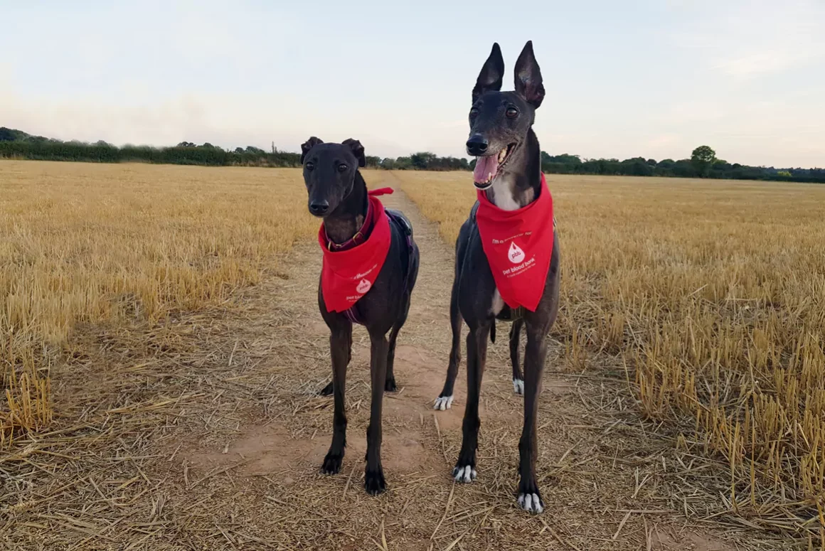 Lifesaving Blood Bank Service for Dogs is Coming to North Wales!
