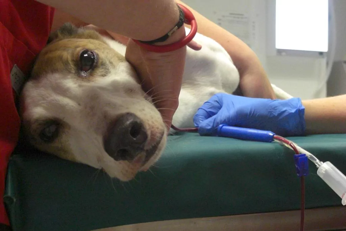 Lifesaving Blood Bank Service for Dogs is Coming to North Wales!