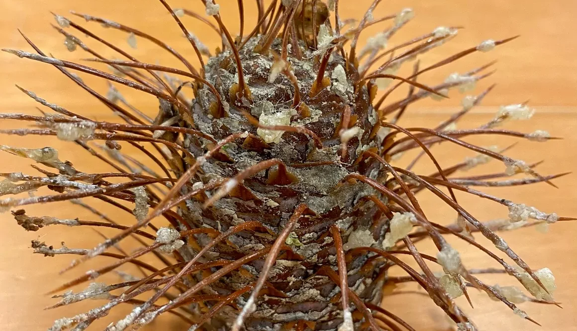 Fir Tree Has 'Coned' for the First Time in Decades