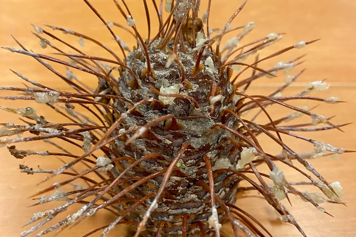 Fir Tree Has ‘Coned’ for the First Time in Decades