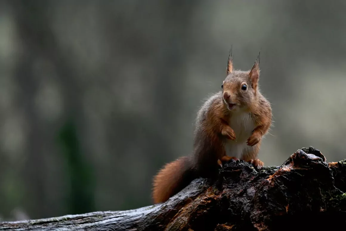 Recognising the Work of Local Red Squirrel Volunteers