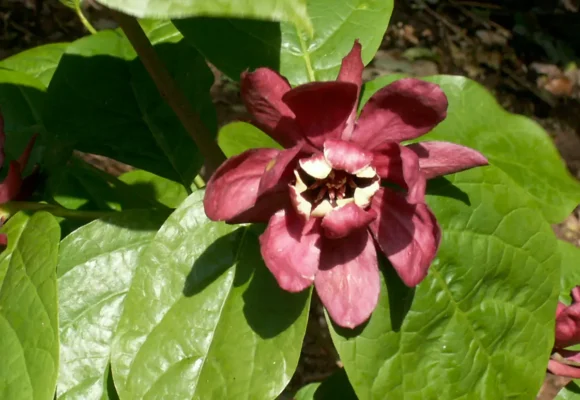 Calycanthus x raulstonii ‘Hartlage Wine’