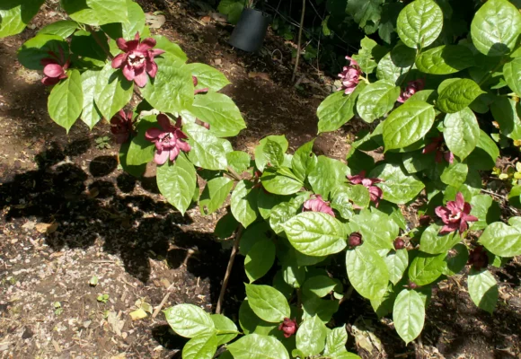 Calycanthus x raulstonii ‘Hartlage Wine’