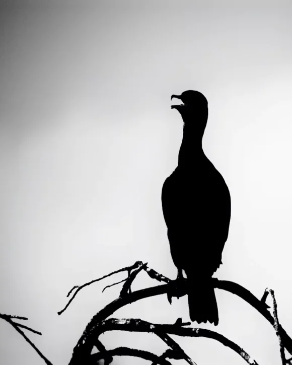 Adam Miles Photography