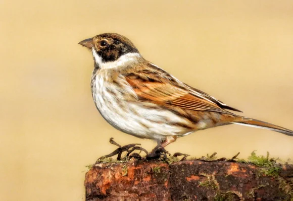 Adam Miles Photography