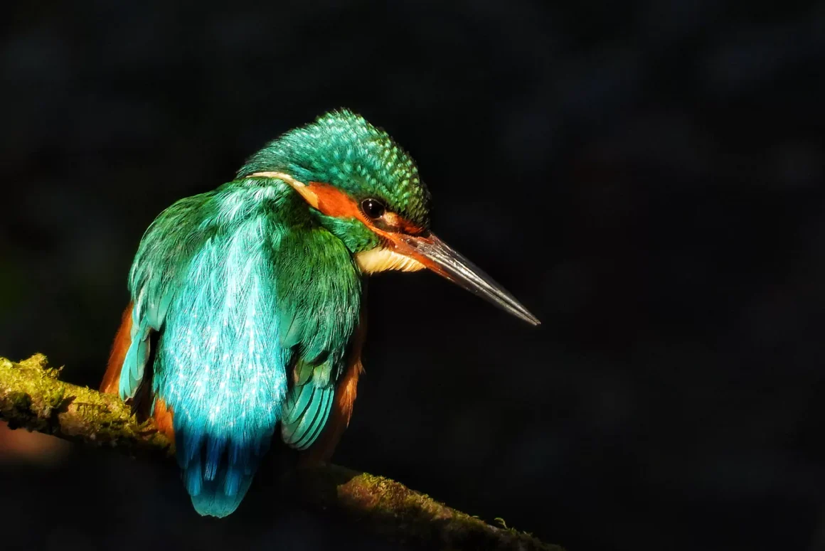 Adam Miles Photography