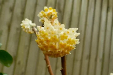 Edgeworthia chrysantha