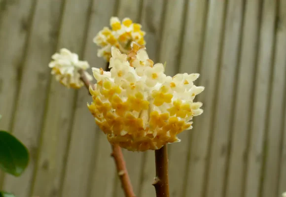Edgeworthia chrysantha