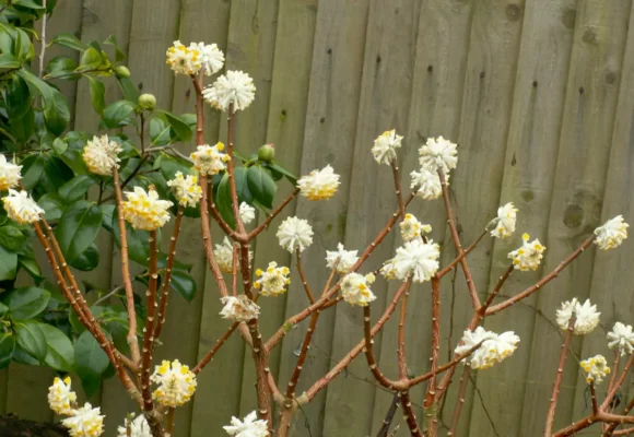 Edgeworthia chrysantha