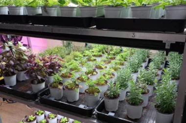 Horticulture Wales Announces Upgraded Grow Rooms and Enhanced Classroom Facilities for Further Innovation and Education