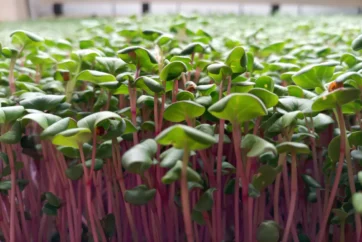 Horticulture Wales Announces Upgraded Grow Rooms and Enhanced Classroom Facilities for Further Innovation and Education