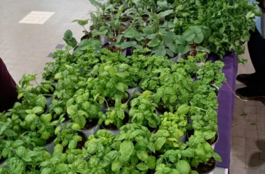 Horticulture Wales Announces Upgraded Grow Rooms and Enhanced Classroom Facilities for Further Innovation and Education