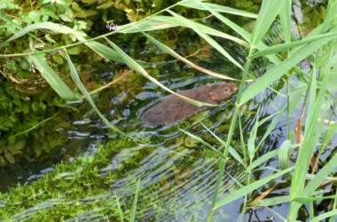 The Fall and Rise of the Water Vole on the Montgomery Canal