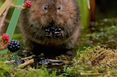 Vole 1 with blackberries
