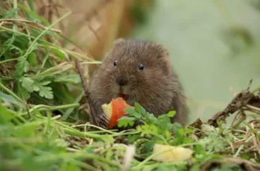 Vole 2 with apple