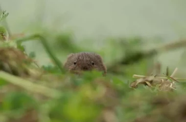 Vole 5 Is it safe