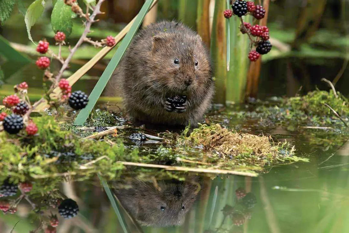 Rustle and Plop – The Fall and Rise of the Water Vole on the Montgomery Canal
