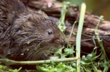 Vole6