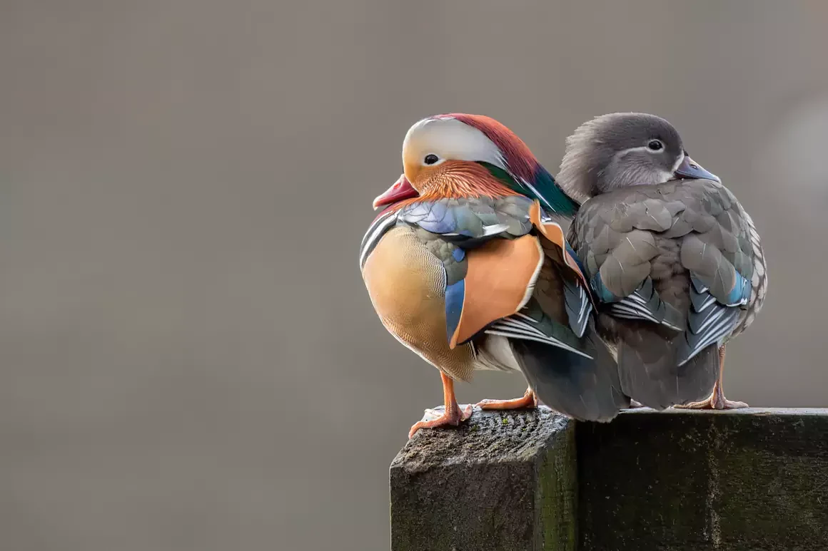The Mandarin Thomas Winstone Photography