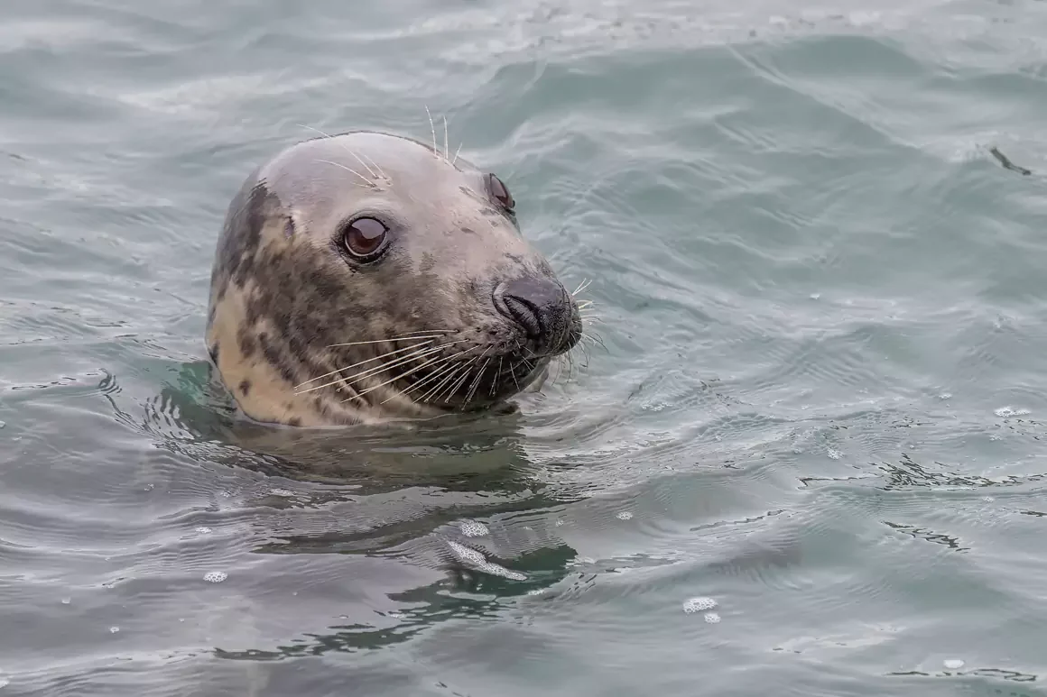 The Grey Seal Thomas Winstone Photography